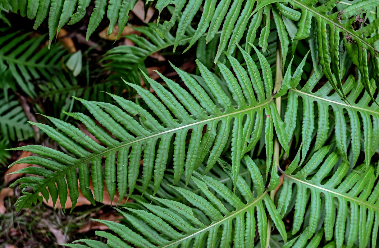Изображение особи Woodwardia radicans.