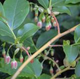 Vaccinium arctostaphylos. Часть цветущей веточки. Абхазия, Гагрский р-н, 1650 м н.у.м., широколиственный лес, обочина грунтовой дороги. 12.06.2025.