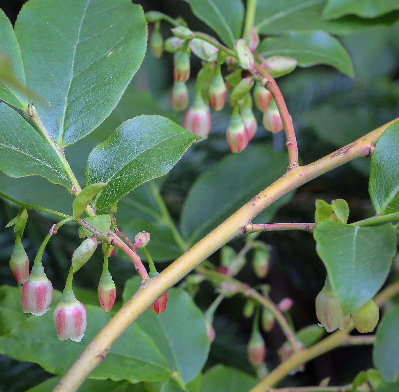Image of Vaccinium arctostaphylos specimen.