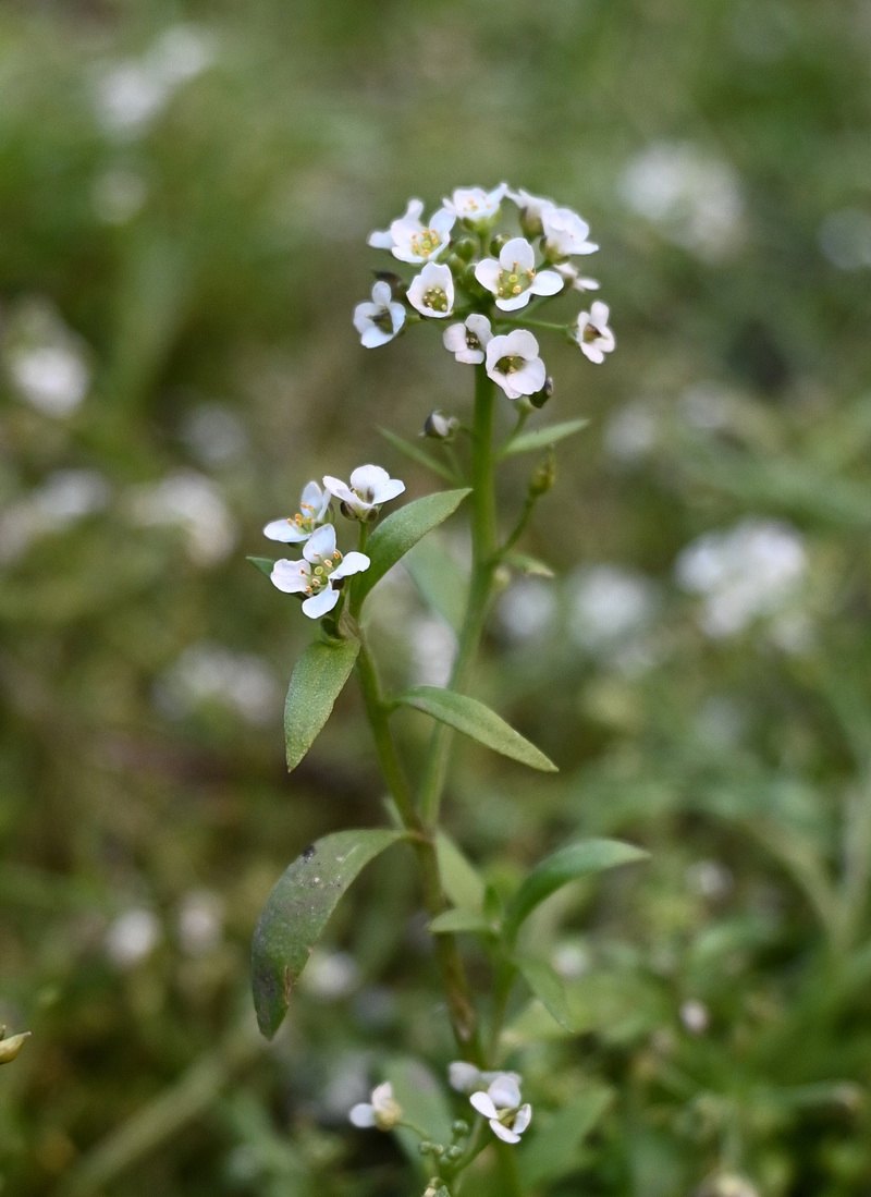 Изображение особи Lobularia maritima.