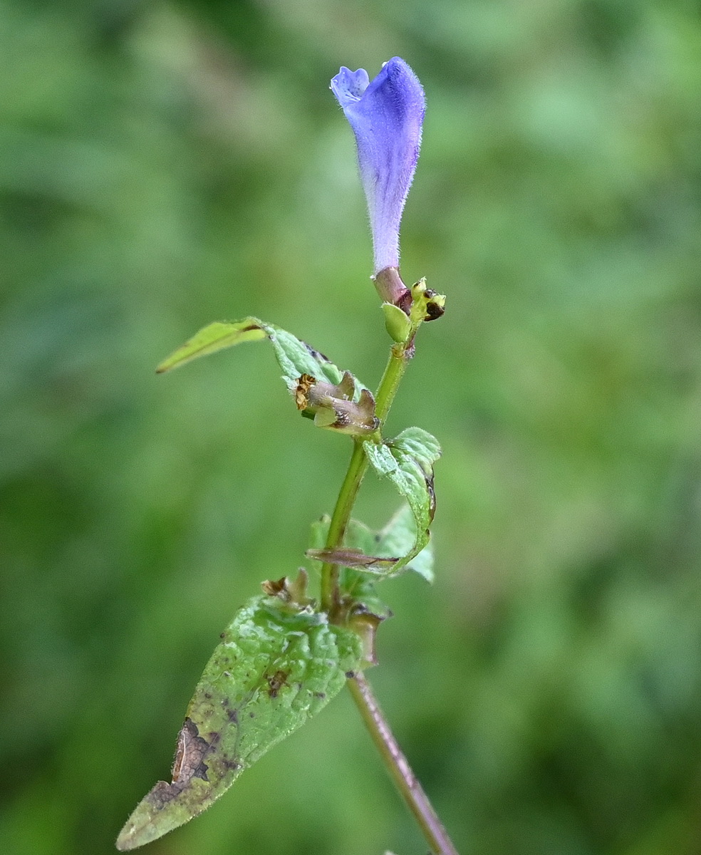 Изображение особи Scutellaria galericulata.