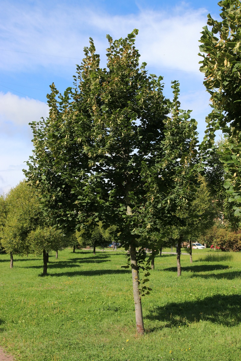 Изображение особи Tilia &times; europaea.