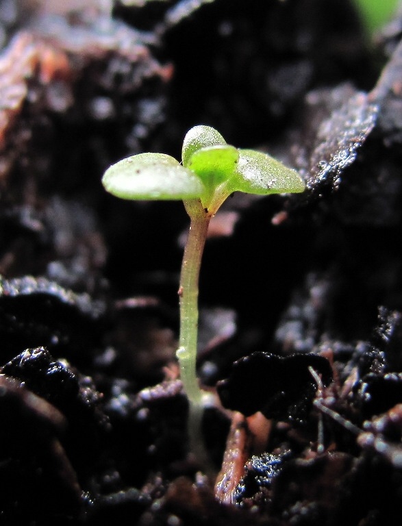 Image of Epilobium adenocaulon specimen.