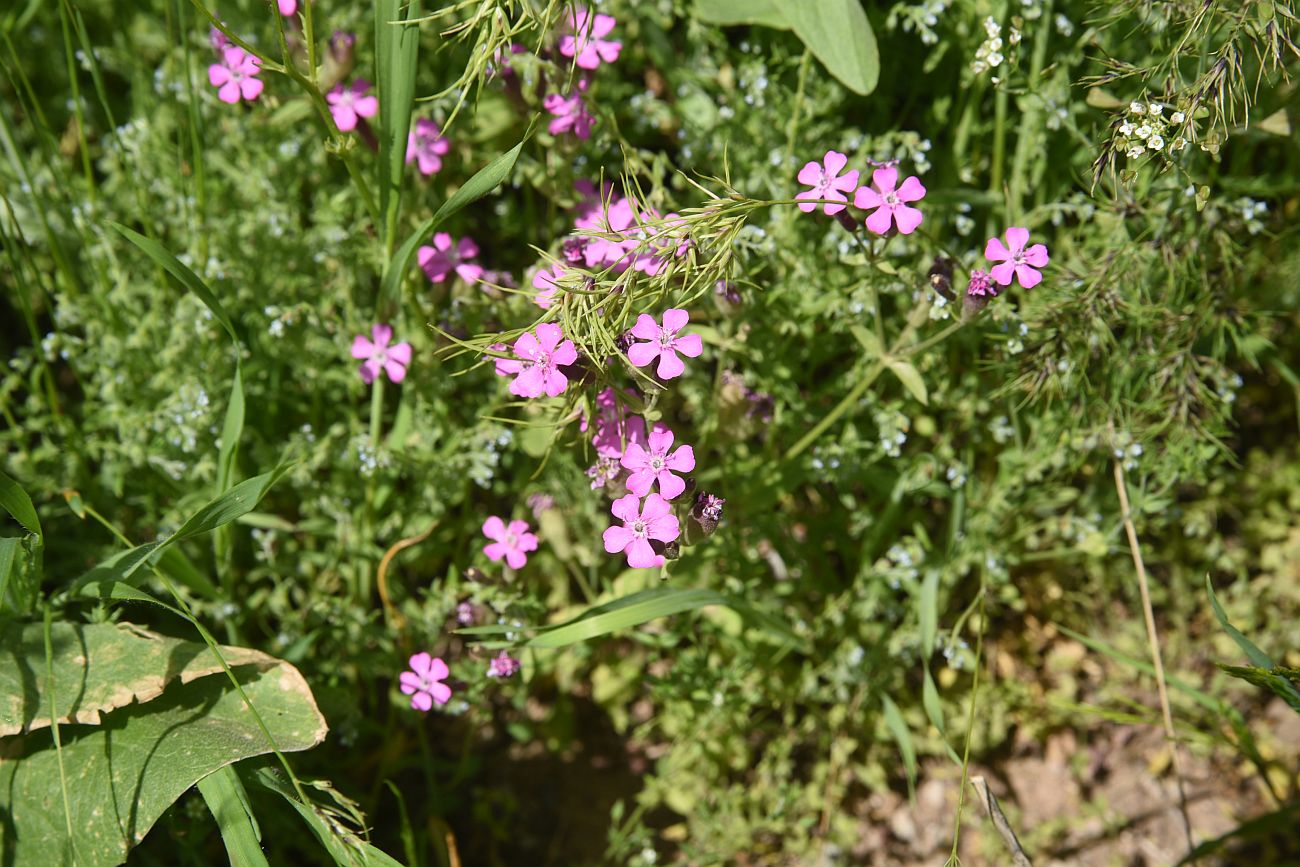 Изображение особи Неопознанный вид.