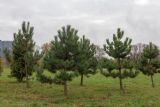 genus Pinus. Молодые растения. Санкт-Петербург, Московский р-н, Пулковский парк, в озеленении. 02.11.2025.