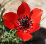 Anemone bucharica. Цветок. Узбекистан, Сурхандарьинская обл., гора Бабатаг, восточная сторона кишлака Чагам, до водораздельной части хр. Боботаг, ок. 1500 м н.у.м. 12.04.2025.