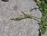 Rumex hastifolius. Верхушка побега с развивающимся (?) соцветием. Кабардино-Балкария, Эльбрусский р-н, правый берег р. Терскол в 300 м выше устья р. Сары-Кол, среди камней. 1 июля 2018 г.