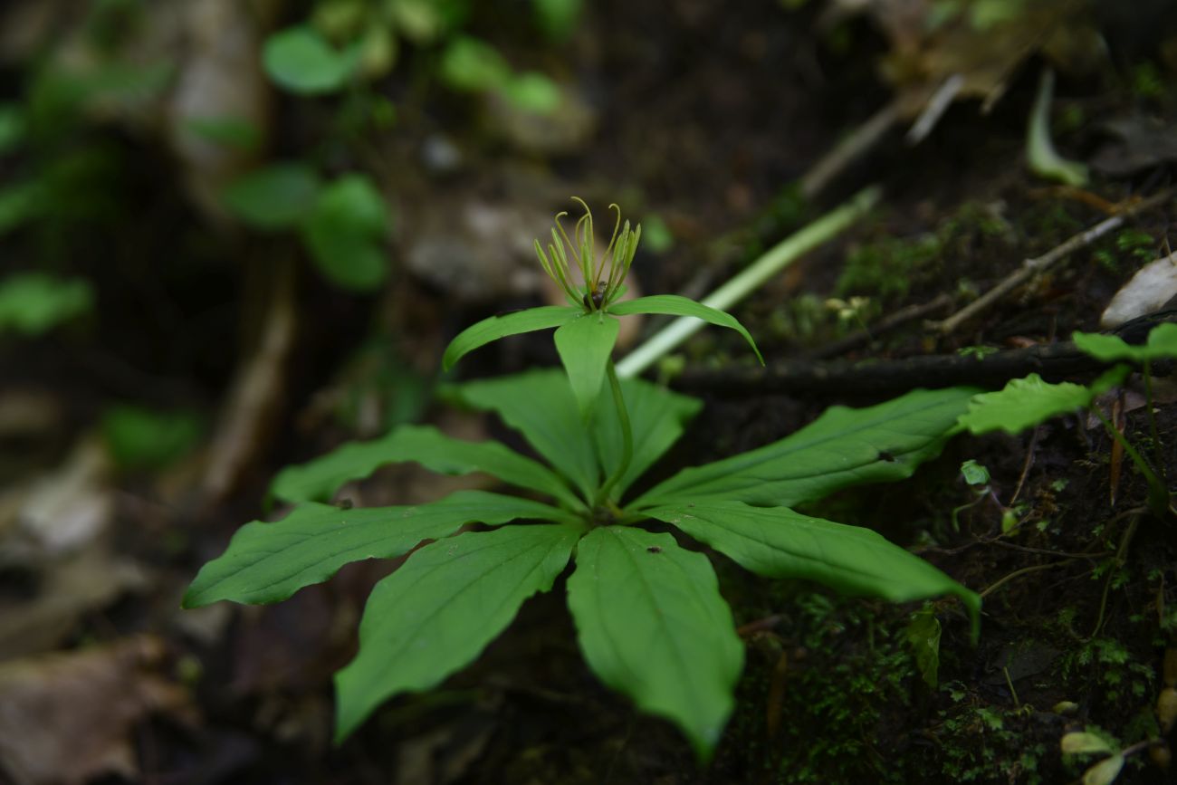 Image of genus Paris specimen.