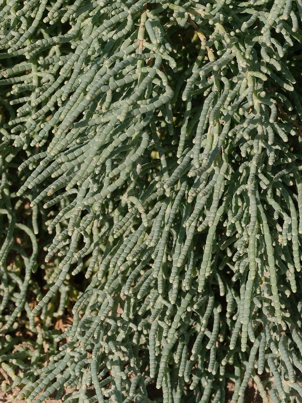 Изображение особи род Kalidium.