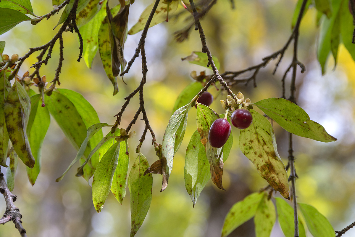 Image of Cornus mas specimen.