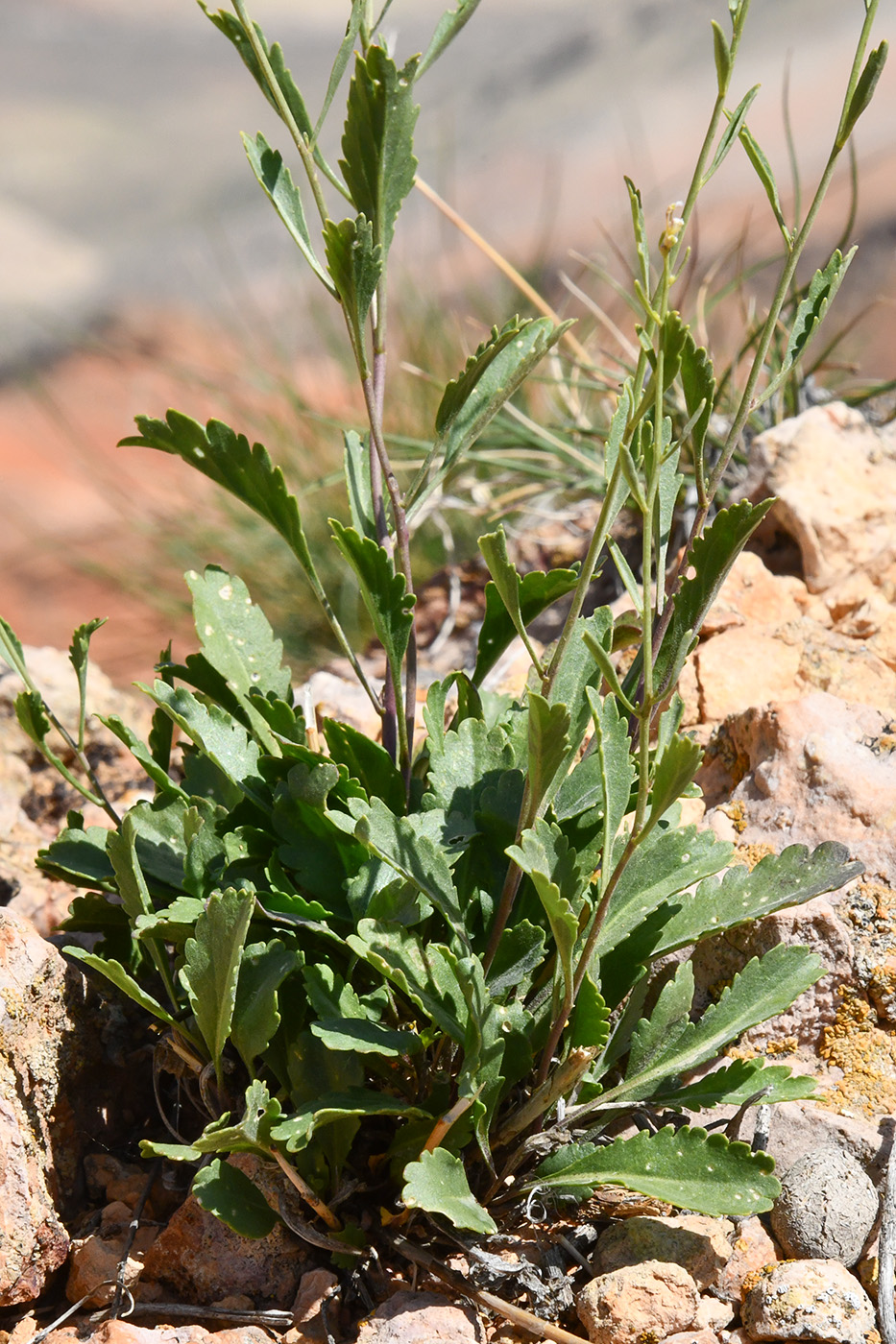 Изображение особи Lepidium ferganense.