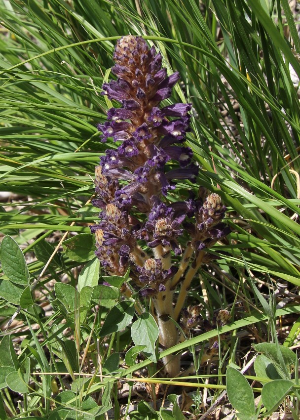 Image of Phelipanche lavandulacea specimen.