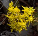 Image of taxon representative. Author is Мария Жукова