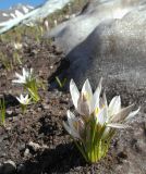 Crocus alatavicus. Цветущие растения. Казахстан. Туркестанская обл., Толебийский р-н, Зап. Тянь-Шань, Сайрам-Угамский нац. парк; выс. ок. 2400 м н.у.м., междуречье рек Акмойнак и Кыржалсай, протяженный гребень с можжевельником и каменными глыбами, оттаявший дёрн у края снега. 25.04.2026.