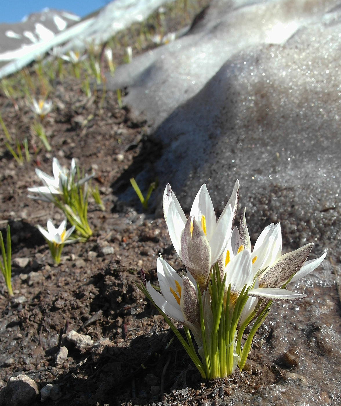 Изображение особи Crocus alatavicus.