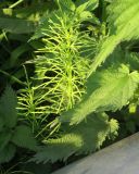 Equisetum arvense. Верхушка вегетирующего растения в сообществе с Urtica dioica. Московская обл., Павлово-Посадский ГО, г. Электрогорск, влажный луг. 15.05.2026.
