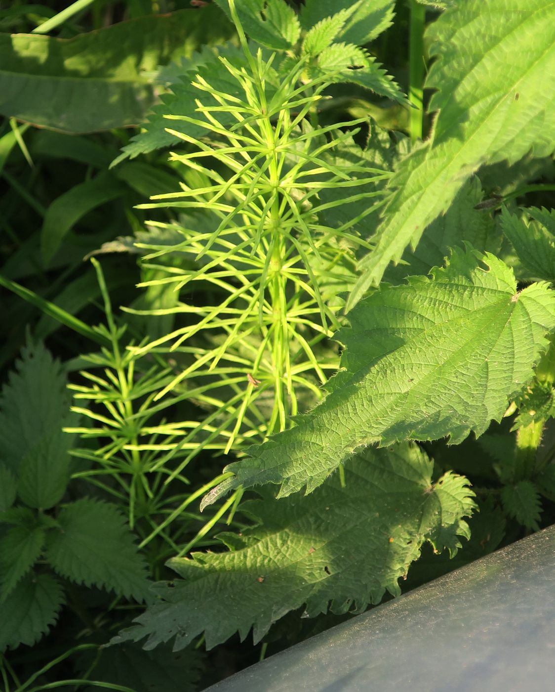 Изображение особи Equisetum arvense.
