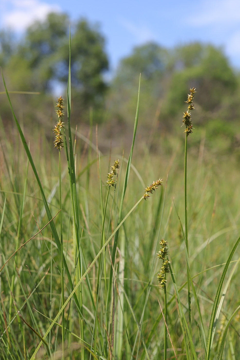 Image of Carex vulpina specimen.