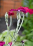 Lychnis coronaria. Верхушка цветущего растения. Московская обл., ГО Подольск, мкр-н Климовск, клумба. 29.06.2026.