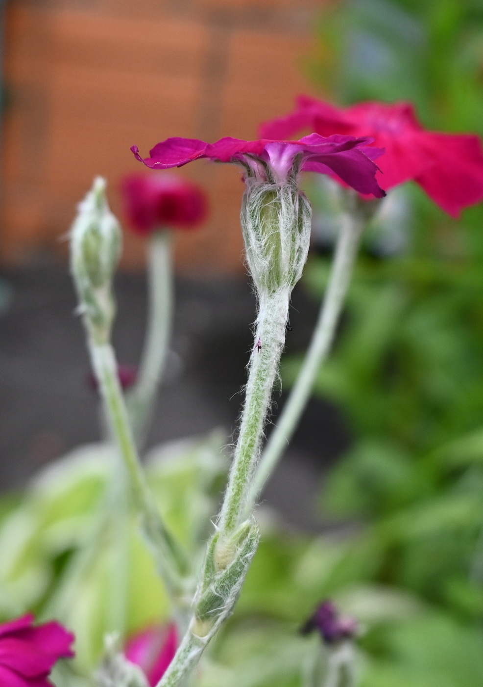 Image of Lychnis coronaria specimen.