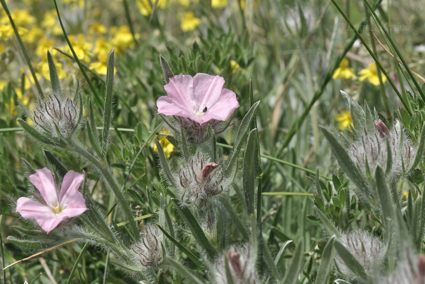 Изображение особи Convolvulus tauricus.