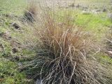 Juncus inflexus