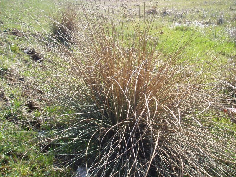 Изображение особи Juncus inflexus.