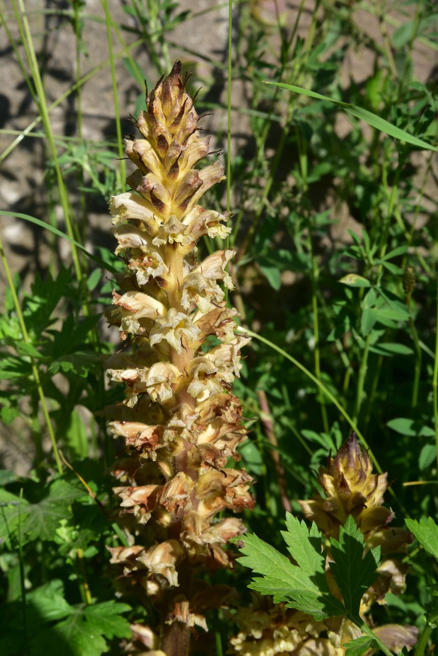 Image of genus Orobanche specimen.