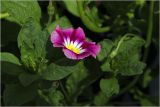 Convolvulus tricolor. Цветки ('Кокарда красный'). Московская обл., Раменский р-н, окр. дер. Хрипань, садовый участок. 09.08.2026.