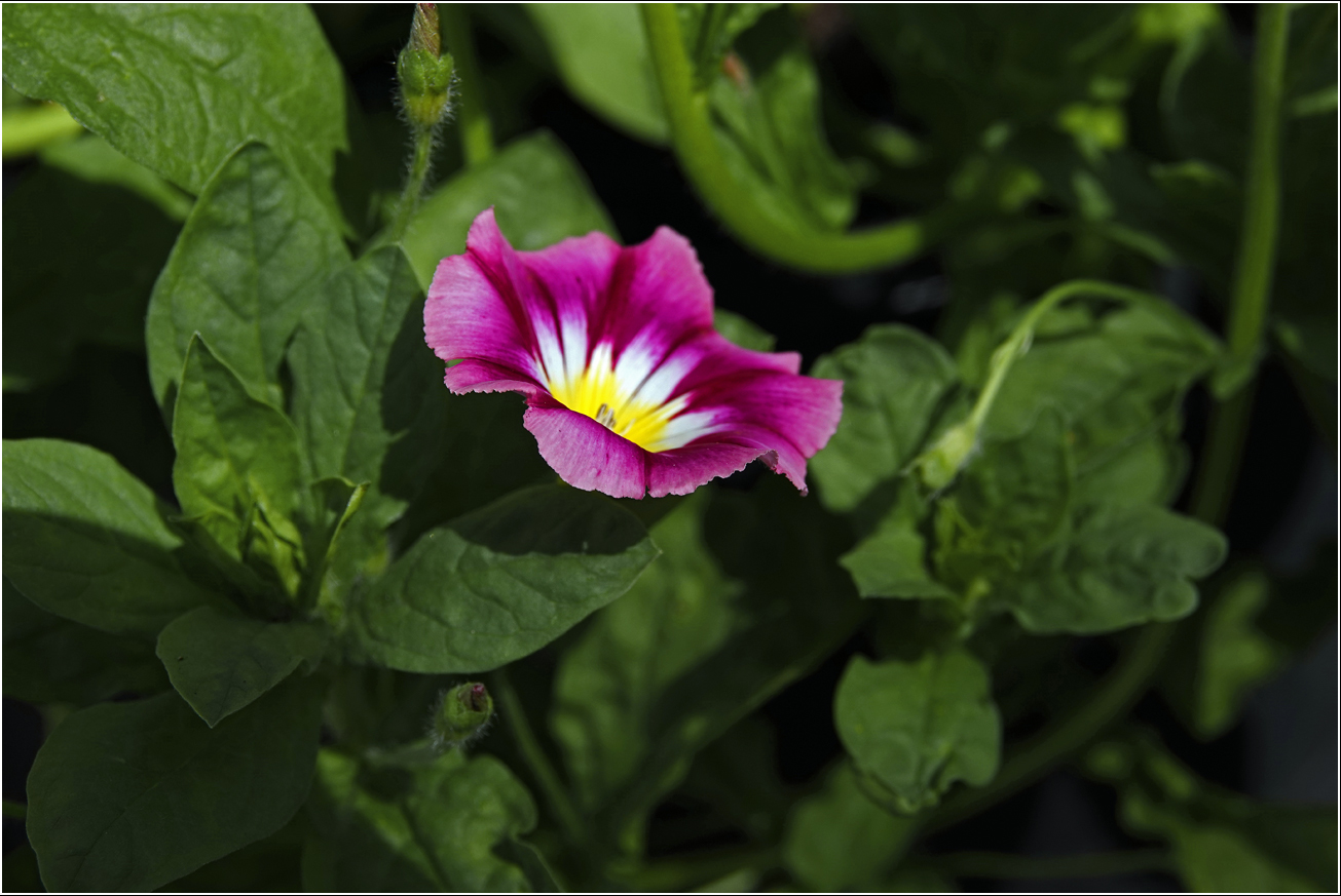 Изображение особи Convolvulus tricolor.