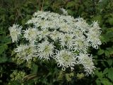 Heracleum dissectum. Соцветие. Хабаровский край, г. Комсомольск-на-Амуре, Силинский лесопарк, просека ЛЭП, в сообществе с Rubus matsumuranus. 29.06.2026.