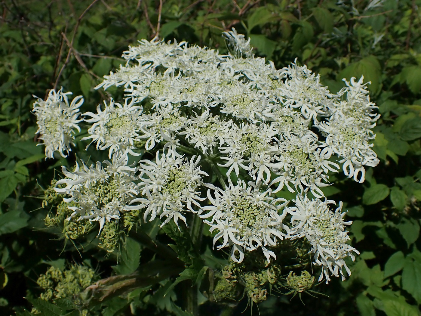 Image of Heracleum dissectum specimen.
