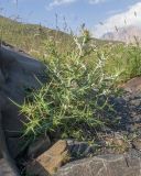genus Cirsium. Расцветающее растение. Дагестан, Докузпаринский р-н, окр. с. Куруш, дол. р. Чехычай, ≈ 2400 м н.у.м., русло временного водотока, мелкощебнистая россыпь из ожелезнённого песчаника. 25.07.2026.
