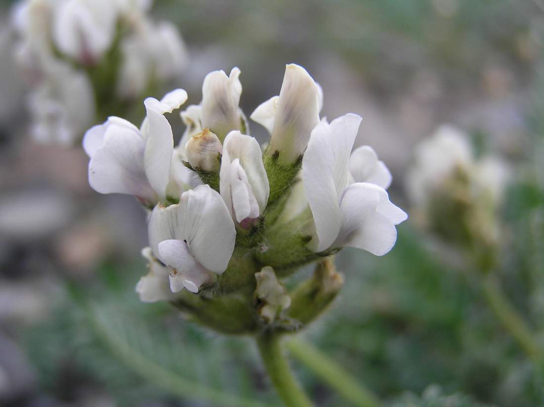 Изображение особи Oxytropis sajanensis.