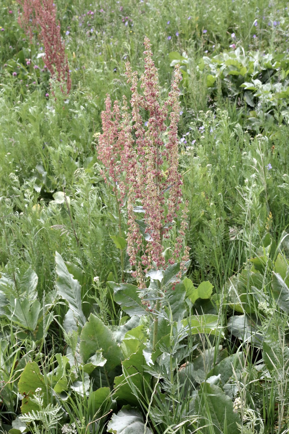 Изображение особи Rumex tianschanicus.