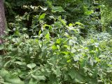 Arctium nemorosum