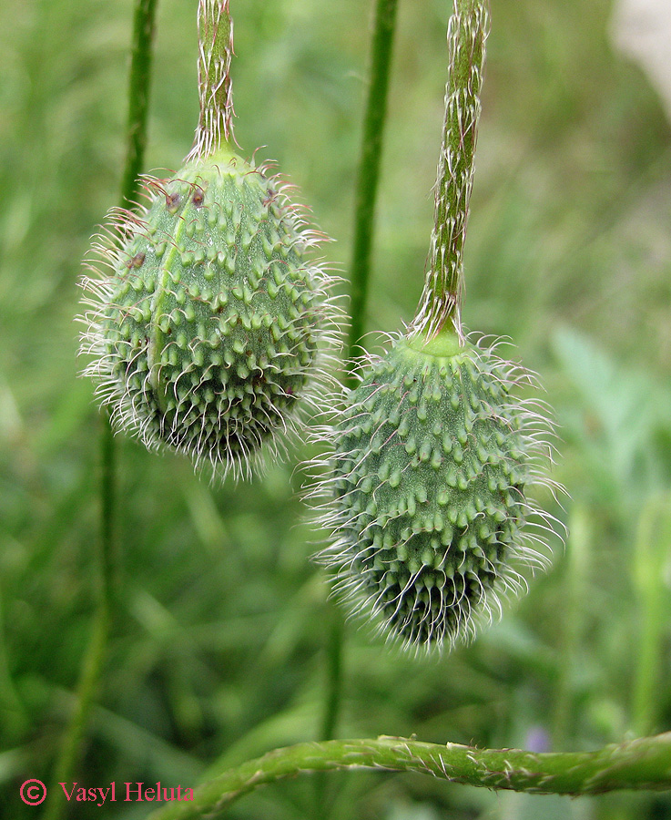 Image of genus Papaver specimen.