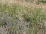 Stipa sareptana