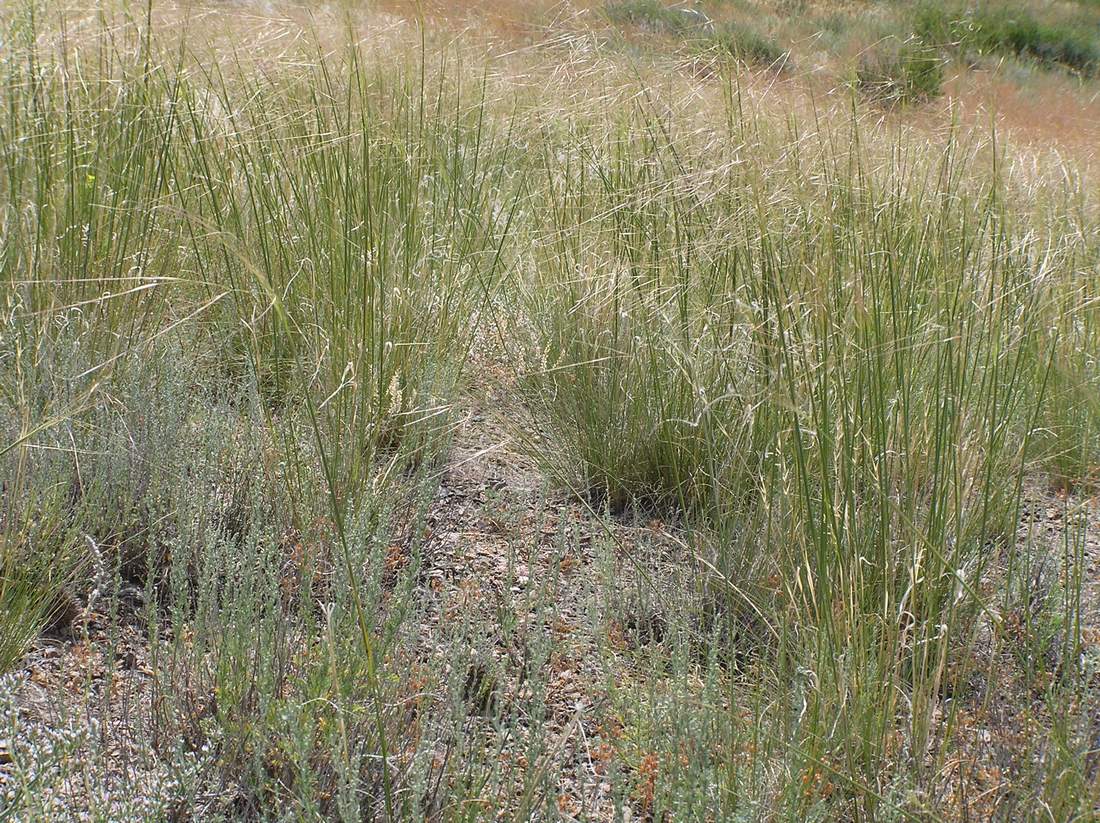 Изображение особи Stipa sareptana.