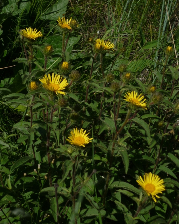 Image of Inula hirta specimen.