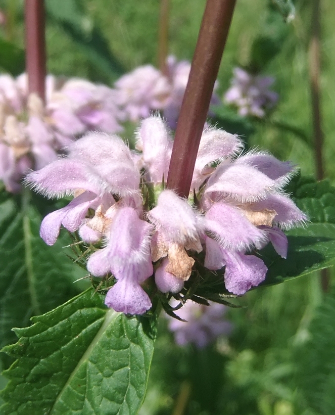 Изображение особи Phlomoides tuberosa.