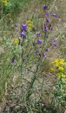 Campanula sibirica. Цветущее растение. Воронежская обл., Лискинский р-н, музей-заповедник \"Дивногорье\". 11.06.2011.