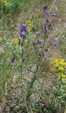 Campanula sibirica