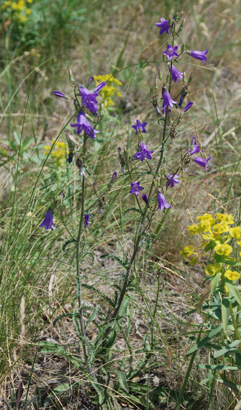 Изображение особи Campanula sibirica.