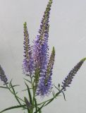 Veronica longifolia