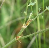 Onobrychis arenaria. Узел ветвления стебля с основанием листьев. Краснодарский край, Кущёвский р-н, станица Шкуринская, балка Сухая. 05.07.2011.