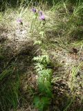 Serratula coronata. Цветущее растение. Новосибирская обл., Карасукский р-н, с. Благодатное, берёзовый колок. 23.07.2011.