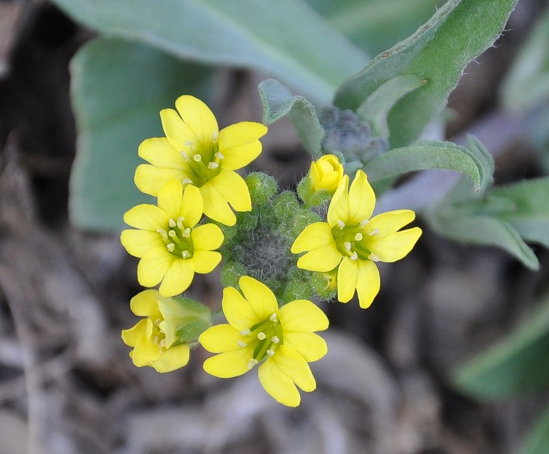 Image of Berteroa orbiculata specimen.