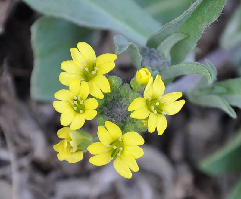 Изображение особи Berteroa orbiculata.