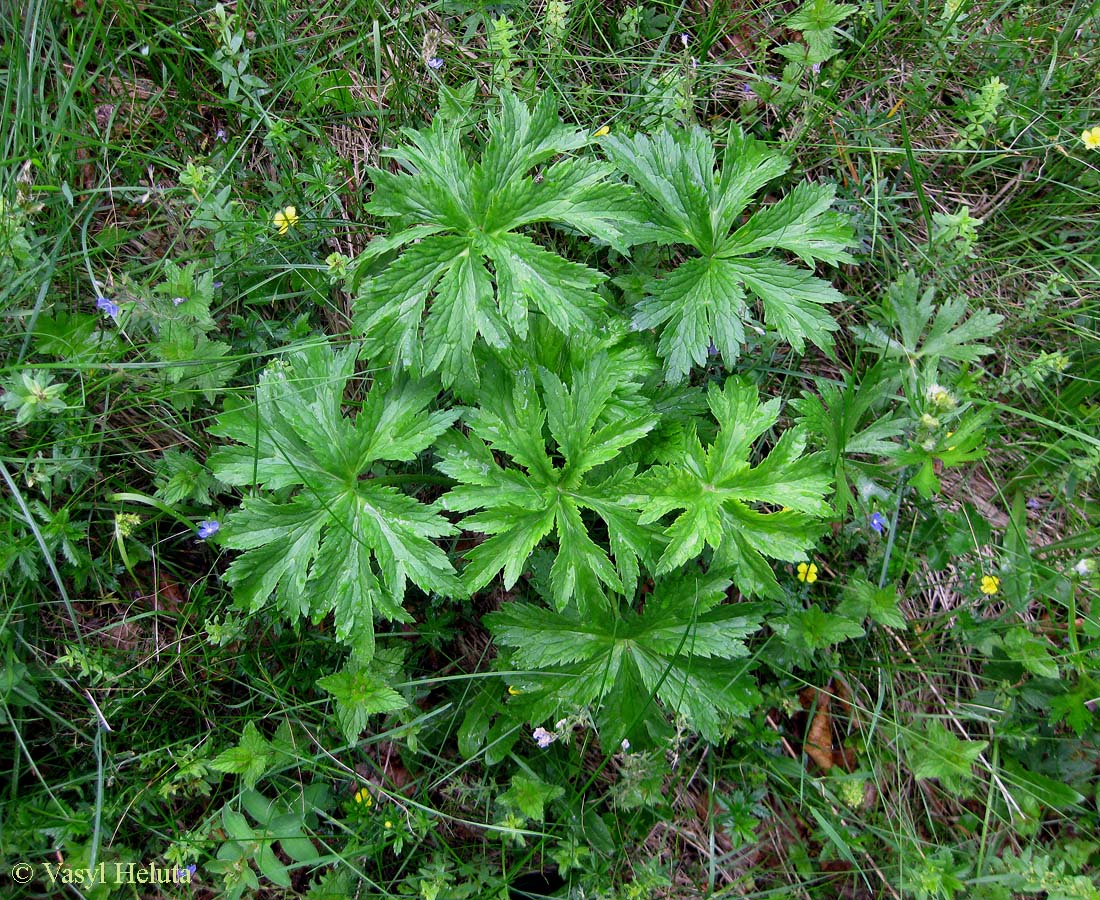 Image of Trollius altissimus specimen.